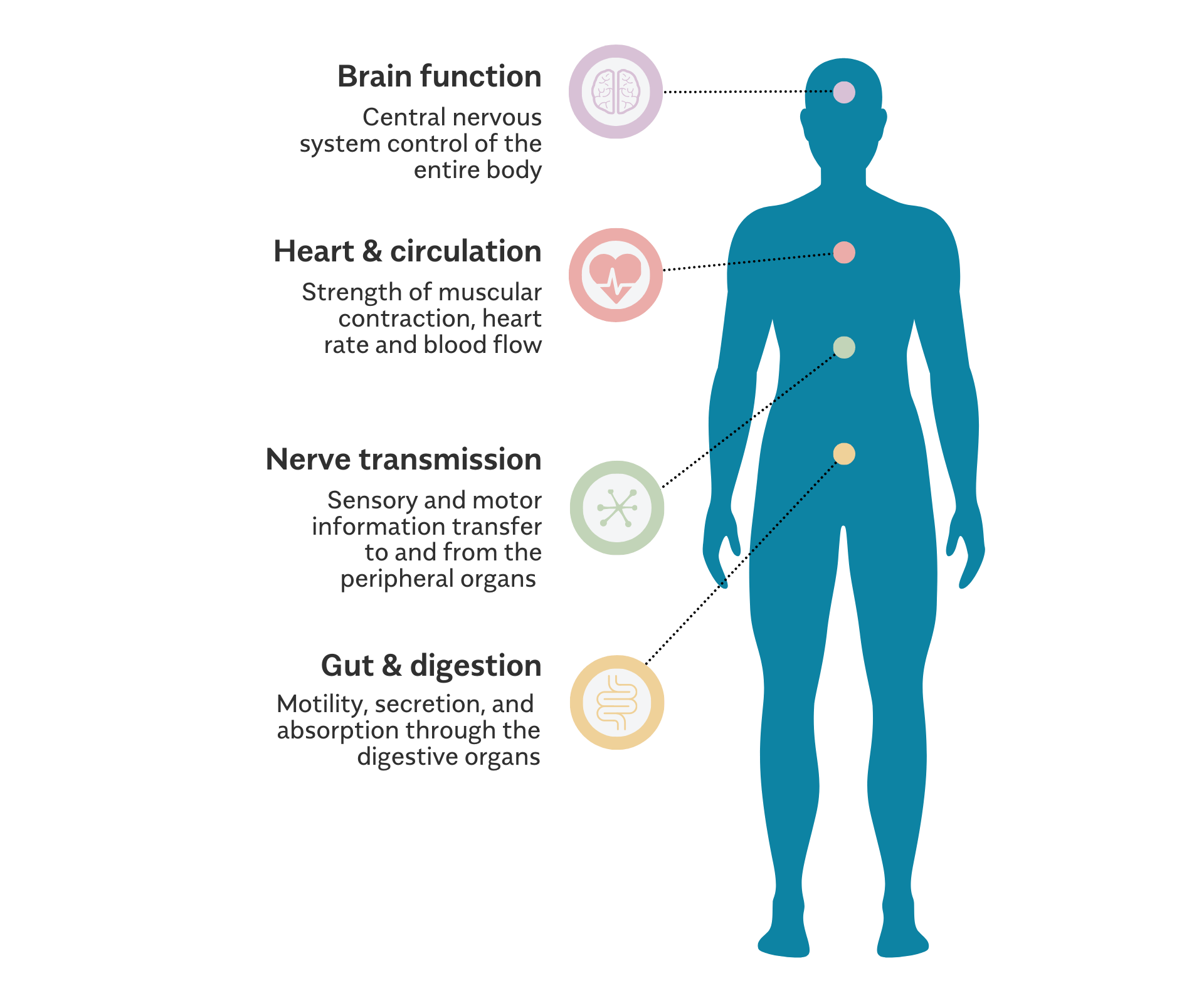 Thiamine Roles Body