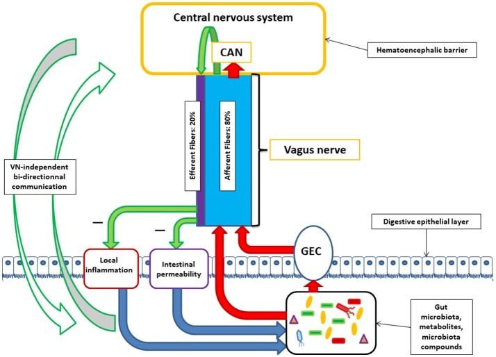 Vagus intestinal permeability