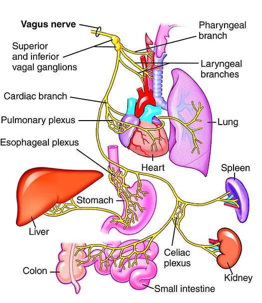 Vagus Nerve